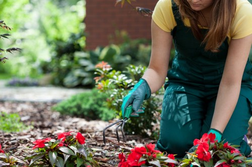 Lawn care and shrub pruning by gardeners in Mitcham