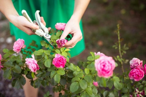 Soft landscaping in Mitcham featuring shrubs, borders, and lawn