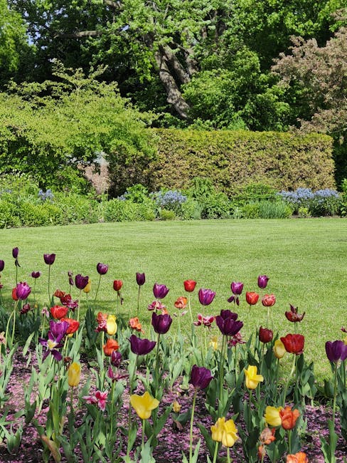 A vibrant garden scene featuring a well-maintained lawn with lush, evenly cut grass in the foreground. Behind the lawn, there is a flower bed densely populated with blooming tulips in shades of purple