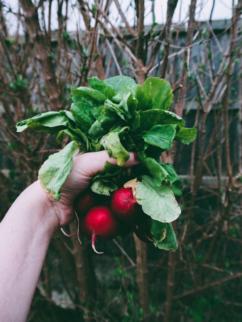A person's hand holding freshly harvested radishes with bright red roots and leafy green tops. The radishes are clutched together, displaying their smooth, round bulbs and vibrant foliage. In the back