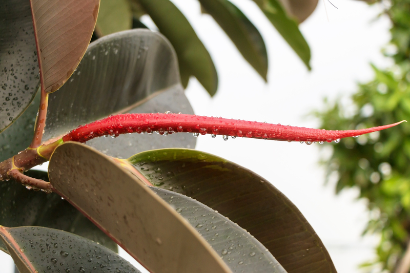 irrigation system garden