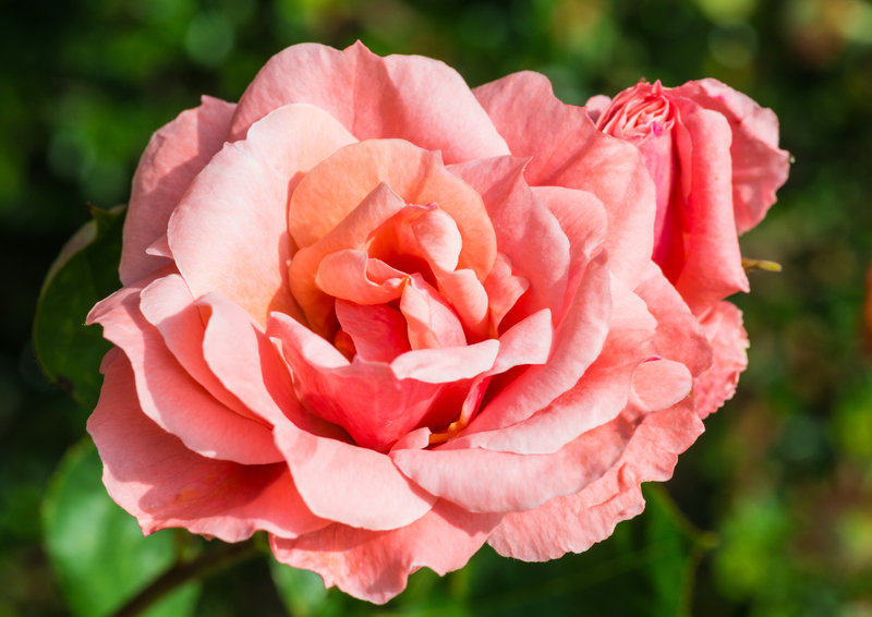 garden care garden