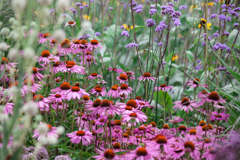 garden care garden